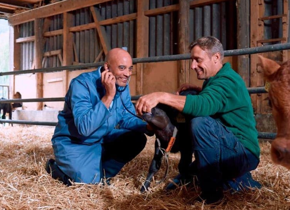Veterinarians examining a calf on a livestock farm
