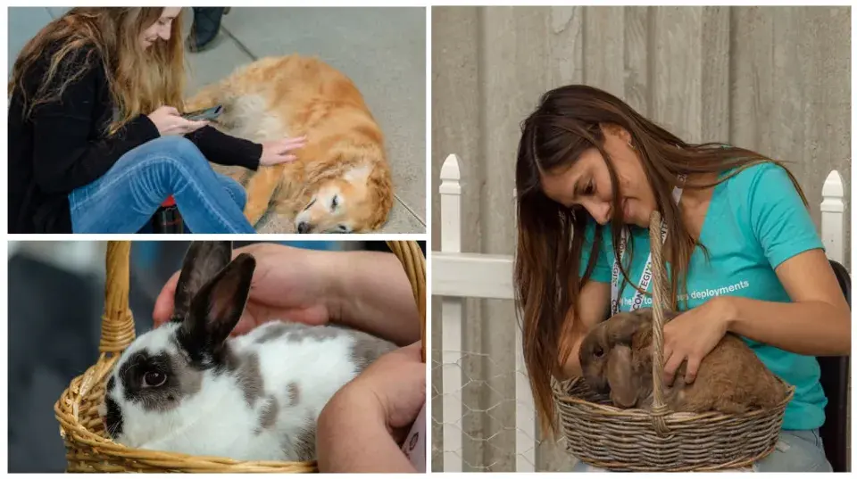 Furry Friends at Drupal Con